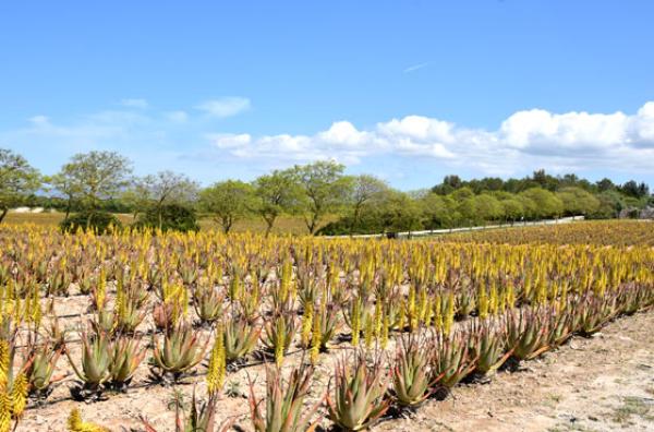 Aloe Vera Farm auf Mallorca